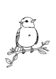 Birds Coloring Book 3A79DE2B (12 Coloring Pages)