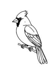 Birds Coloring Book 561CA456 (12 Coloring Pages)