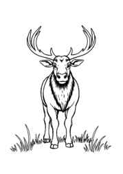 Forest Animals Coloring Book 1C09AC26 (12 Coloring Pages)