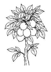 Growing Fruits in Trees Coloring Book 5E51ACB0 (12 Coloring Pages)