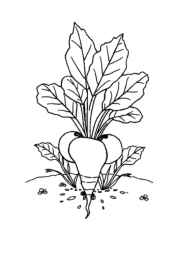 Growing Vegetables in Ground Coloring Book 728CCA48 (12 Coloring Pages)