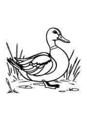 Hunting Coloring Book 2D5684FE (12 Coloring Pages)