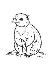 Monkeys and Apes Coloring Book 60A128B6 (12 Coloring Pages)