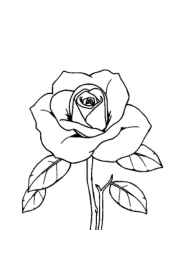 Roses Coloring Book 5B956BCD (12 Coloring Pages)