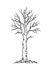 Trees Coloring Book B92F06C5 (12 Coloring Pages)