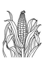 Vegetables Coloring Book 755E9EE3 (12 Coloring Pages)
