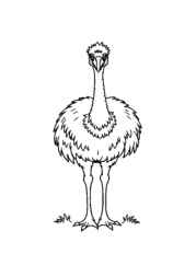 Australian Animals Coloring Book FCF56038 (12 Coloring Pages)
