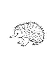 Australian Animals Coloring Book FCF56038 (12 Coloring Pages)