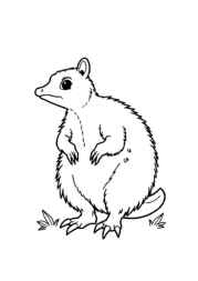 Australian Animals Coloring Book FCF56038 (12 Coloring Pages)