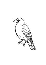 Birds Coloring Book 19E3A451 (12 Coloring Pages)