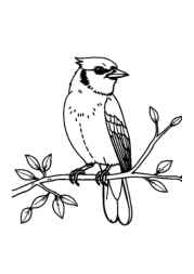 Birds Coloring Book 19E3A451 (12 Coloring Pages)
