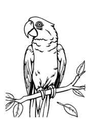 Birds Coloring Book 19E3A451 (12 Coloring Pages)