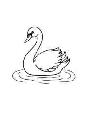 Birds Coloring Book 19E3A451 (12 Coloring Pages)