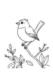 Birds Coloring Book 19E3A451 (12 Coloring Pages)