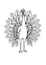 Birds Coloring Book 3A79DE2B (12 Coloring Pages)
