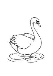 Birds Coloring Book 3A79DE2B (12 Coloring Pages)