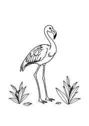 Birds Coloring Book 3A79DE2B (12 Coloring Pages)