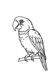 Birds Coloring Book 3A79DE2B (12 Coloring Pages)