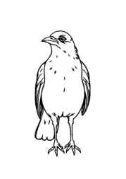 Birds Coloring Book 3A79DE2B (12 Coloring Pages)