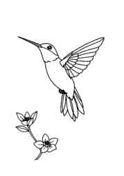 Birds Coloring Book 3A79DE2B (12 Coloring Pages)