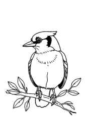 Birds Coloring Book 3A79DE2B (12 Coloring Pages)