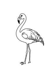 Birds Coloring Book 561CA456 (12 Coloring Pages)