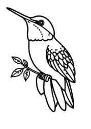 Birds Coloring Book 561CA456 (12 Coloring Pages)