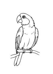 Birds Coloring Book 561CA456 (12 Coloring Pages)