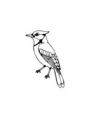 Birds Coloring Book 561CA456 (12 Coloring Pages)