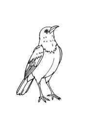 Birds Coloring Book 561CA456 (12 Coloring Pages)