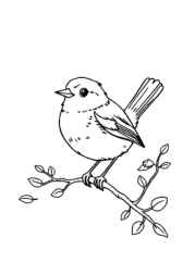 Birds Coloring Book 561CA456 (12 Coloring Pages)