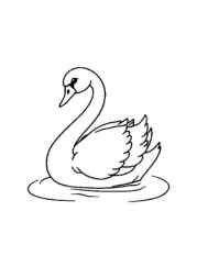 Birds Coloring Book 561CA456 (12 Coloring Pages)