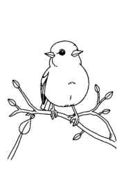 Birds Coloring Book 7DCDBC64 (12 Coloring Pages)