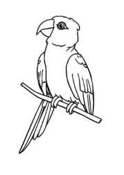 Birds Coloring Book 7DCDBC64 (12 Coloring Pages)