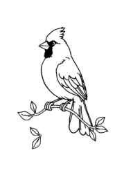 Birds Coloring Book 7DCDBC64 (12 Coloring Pages)
