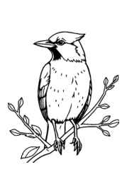 Birds Coloring Book 7DCDBC64 (12 Coloring Pages)