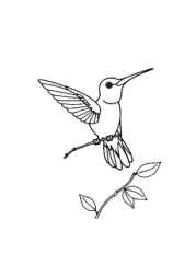Birds Coloring Book 7DCDBC64 (12 Coloring Pages)