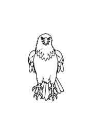 Birds Coloring Book 7DCDBC64 (12 Coloring Pages)