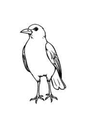 Birds Coloring Book 7DCDBC64 (12 Coloring Pages)