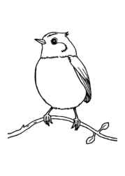 Birds Coloring Book 7DCDBC64 (12 Coloring Pages)