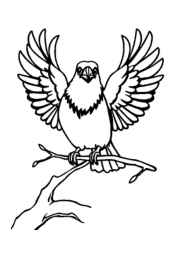 Birds Coloring Book 7DCDBC64 (12 Coloring Pages)