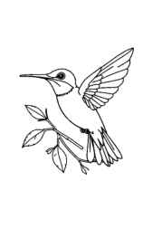 Birds Coloring Book 7DCDBC64 (12 Coloring Pages)