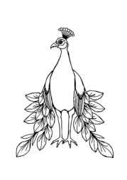Birds Coloring Book 7DCDBC64 (12 Coloring Pages)