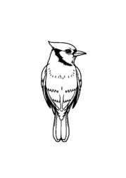 Birds Coloring Book 7DCDBC64 (12 Coloring Pages)