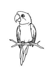 Birds Coloring Book 953A918C (12 Coloring Pages)