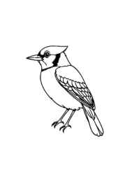 Birds Coloring Book 953A918C (12 Coloring Pages)