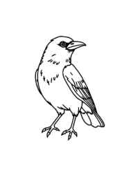 Birds Coloring Book 953A918C (12 Coloring Pages)