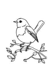 Birds Coloring Book 953A918C (12 Coloring Pages)