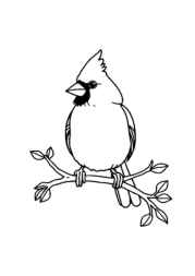 Birds Coloring Book 953A918C (12 Coloring Pages)