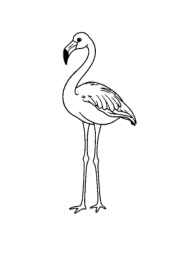 Birds Coloring Book 953A918C (12 Coloring Pages)